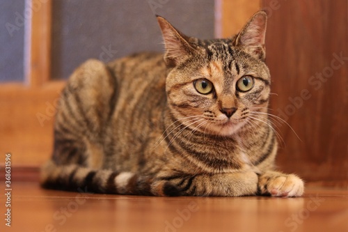 Young tabby cat lies on floor in room, looking at something.