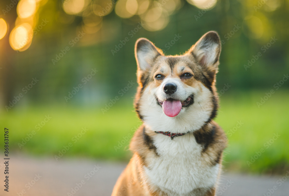 welsh corgi pembroke sable dog portrait on a sunny day in the summer in the park welsh corgi pembroke sable dog portrait on a sunny day in the summer in the park