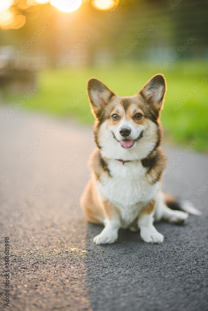 welsh corgi pembroke sable dog portrait on a sunny day in the summer in the park