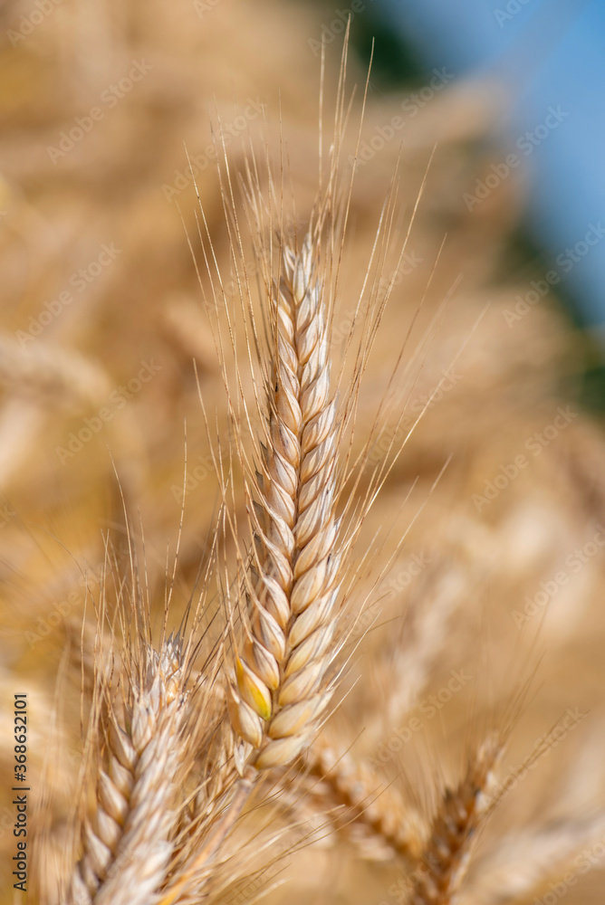 Ripe wheat ear. Close-up photographed. Ripe wheat ear. Close-up photographed.