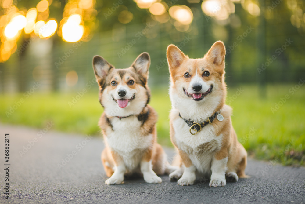 two welsh corgi pembroke dogs sitting and smiling in the city in the golder hour summer weather, happy and relaxed