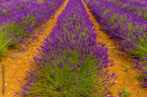 A close up view along a row of purple lavender in a field in the village of Heacham, Norfolk, UK