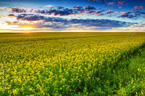 Beautiful summer sunset on a yellow field.