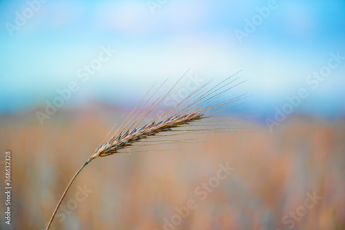 Ripe wheat ear. Close-up photographed.