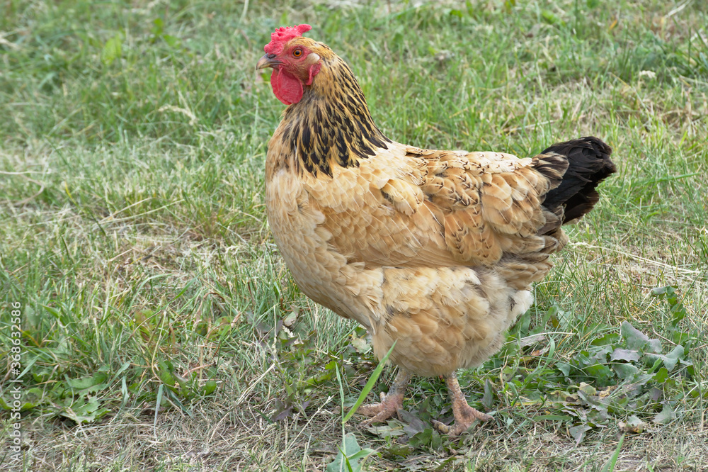 A motley chicken with brownish-yellow feathers and a bright red little scallop walks along the green grass in a summer meadow.