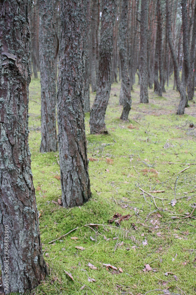 trees in the forest trees in the forest