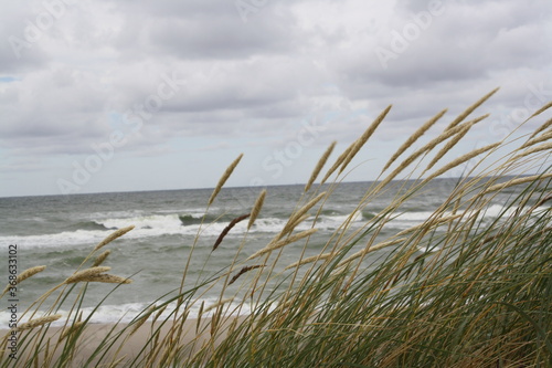 grass on the beach