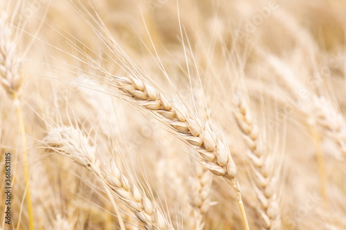 Gold wheat field blue sky