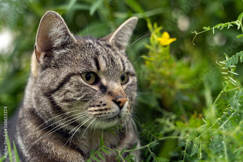 portrait of a photogenic gray striped cat on a background of rich green grass