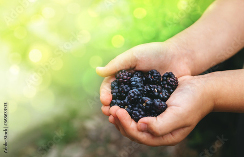 Hand of child holding fresh ripe blackberries  at green sunny background with  copy space.
