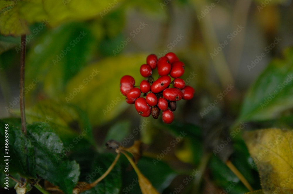 Obraz premium ginseng fruit