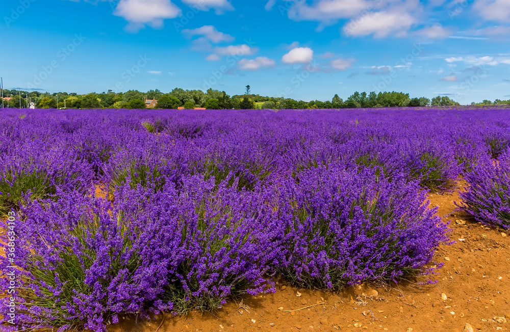 Naklejka premium Purple lavender ready for harvest beneath the summer sky in a field in Heacham, Norfolk, UK