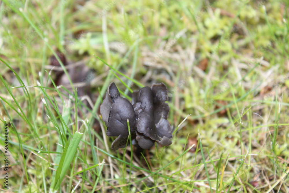 Black mushroom in the grass. Macro. Russia. Black mushroom in the grass. Macro. Russia.