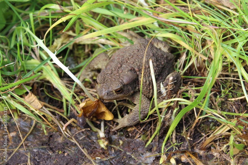 Big frog in the grass. View from above. Macro. Russia.