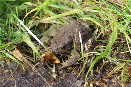 Big frog in the grass. View from above. Macro. Russia.