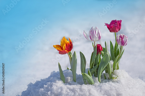 Flowering tulips under the snow photo