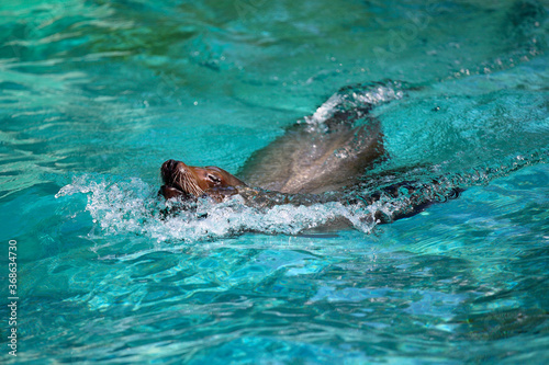 A sea lion swims and looks out of the water.