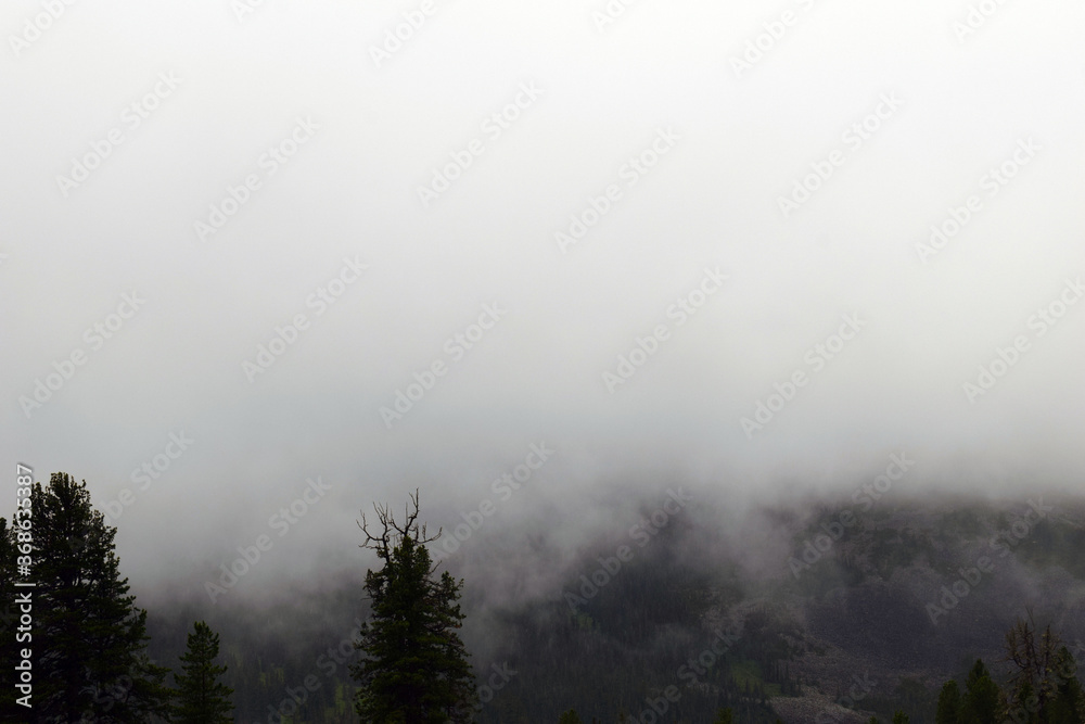 Fog in the mountains. Beautiful view of the mountains. Tall firs. Untouched forest. Atmospheric photography. Tourist route. Hiking in the mountains.