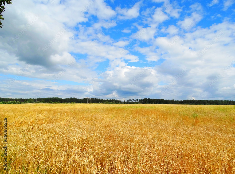 Wild field