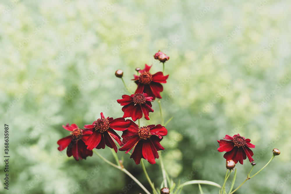 Fototapeta premium Coreopsis Limerock ruby flowers on a green background