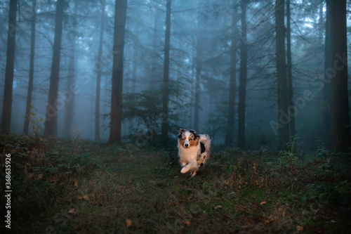 dog in a foggy forest. Pet on the nature. Marble Australian Shepherd. Mystical pet