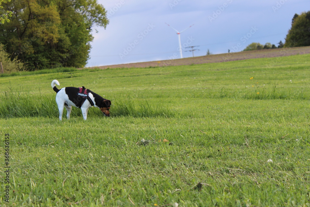 Obraz premium Jack Russell auf der Suche