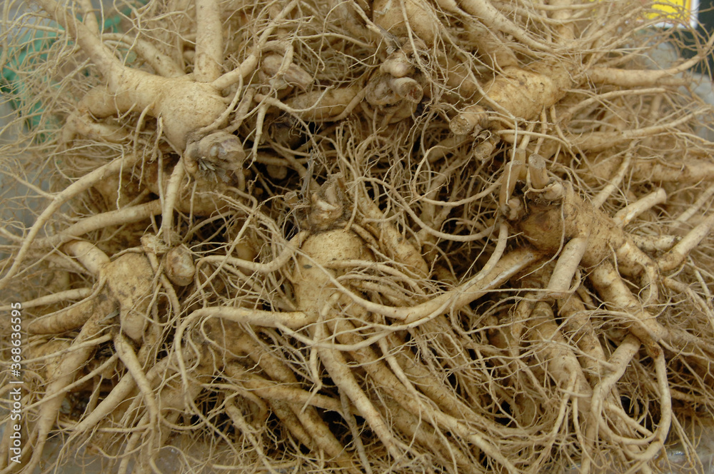Ginseng Ginseng