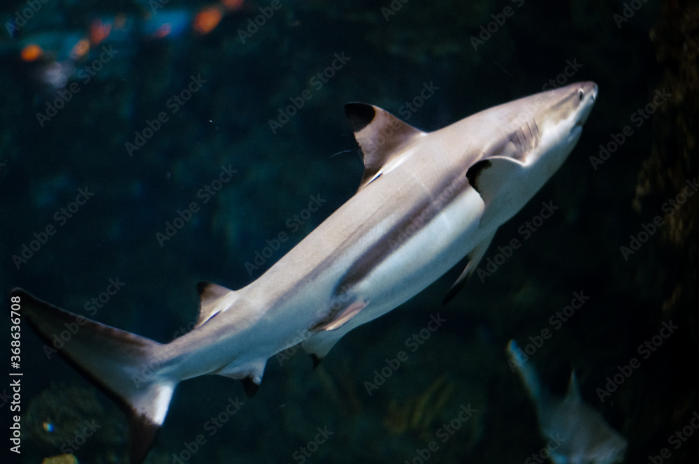 shark in aquarium