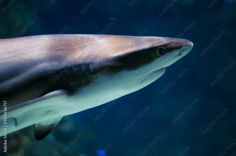 Naklejka premium shark