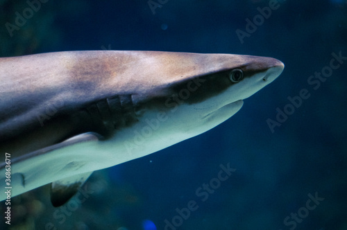 shark © Varvara