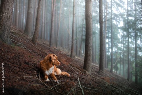 dog in a foggy forest. Pet on the nature. red Nova Scotia Duck Tolling Retriever. Mystical pet