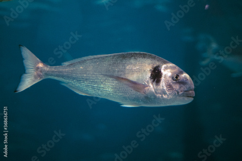 fish in aquarium