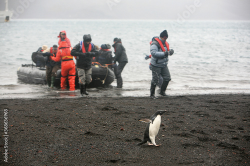 Adélie Penguin fleeing a group of visitors disembarking on the black beach of Deception Island. 