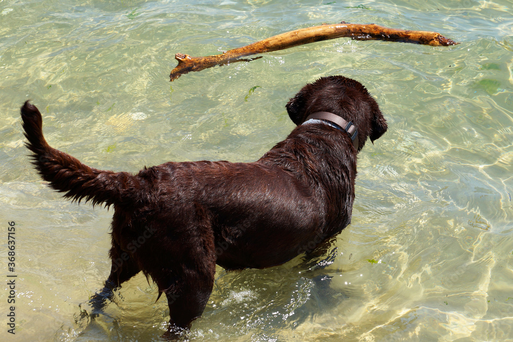 dog playing with a stick in the water