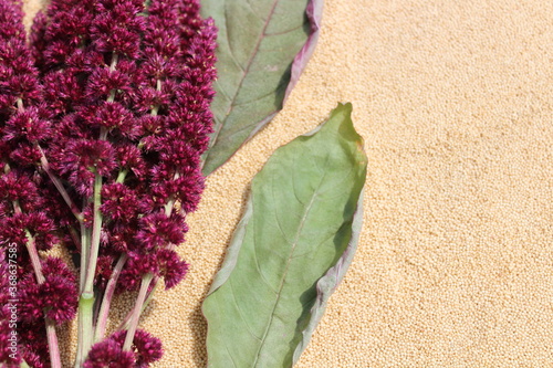 Amaranth photo