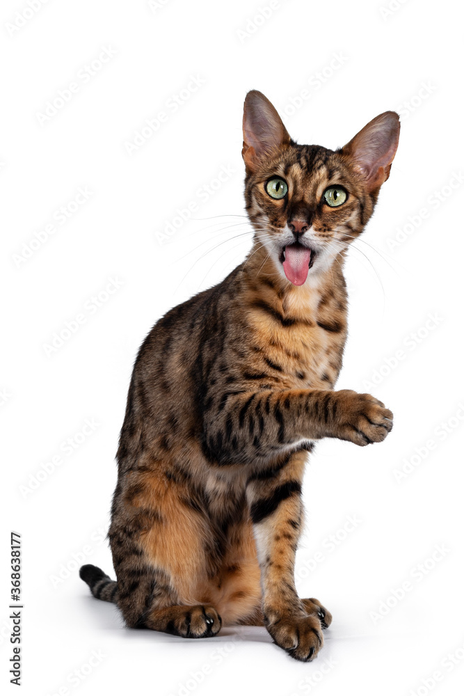Funny F6 Savannah cat sitting up straight facing front. Looking at camera with green eyes, one paw high in air and tongue far out. Isolated on white background.