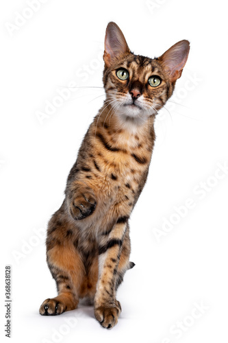 Cute F6 Savannah cat sitting up straight facing front. Looking at camera with green eyes andone paw playful in air. Isolated on white background photo