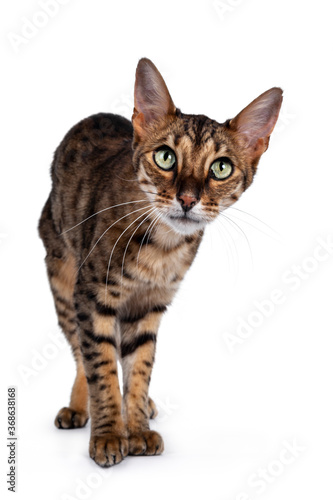 Cute F6 Savannah cat standing facing front. Looking curious at camera with green eyes and cute head tilt. Isolated on white background.