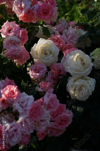 Whit Flower of Rose  Royal Princess  in Full Bloom 