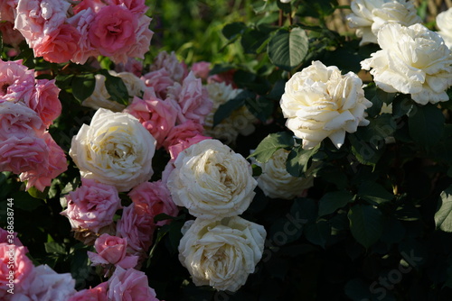 Whit Flower of Rose 'Royal Princess' in Full Bloom 