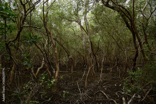 Mangrove forest at Phetchabuti, Thailand