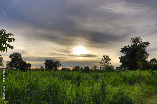 sunset in the field