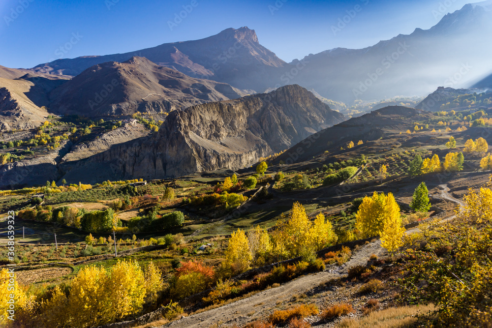 Poplar trees bearing orange and yellow leaves during the autumn season. High altitude  trans Himalayan landscape near Muktinath temple in Mustang, Nepal. 