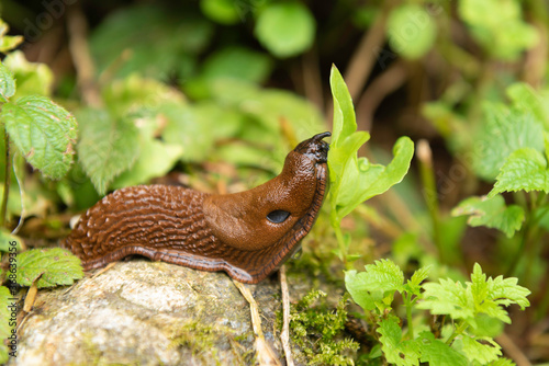 Limax eating green leaves in the forest, brown and green contrast