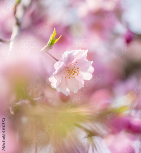 pink cherry blossom