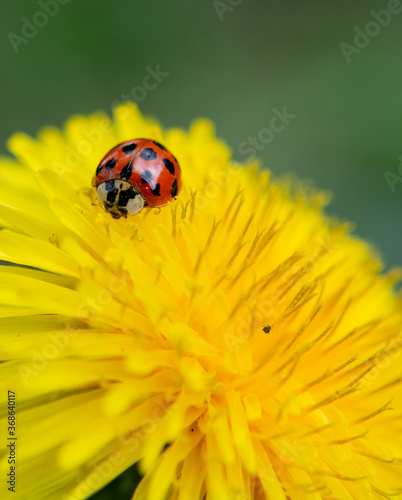Beautiful ladybug on the dandelion, coccinellids are a family of coleopteran insects from the Cucujoidea superfamily. 