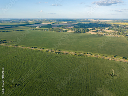 Green cornfield in Ukraine. Aerial drone view.