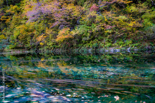 autumn leaves in water