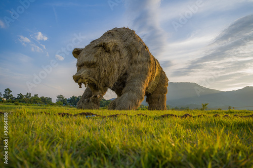 lion in the savannah