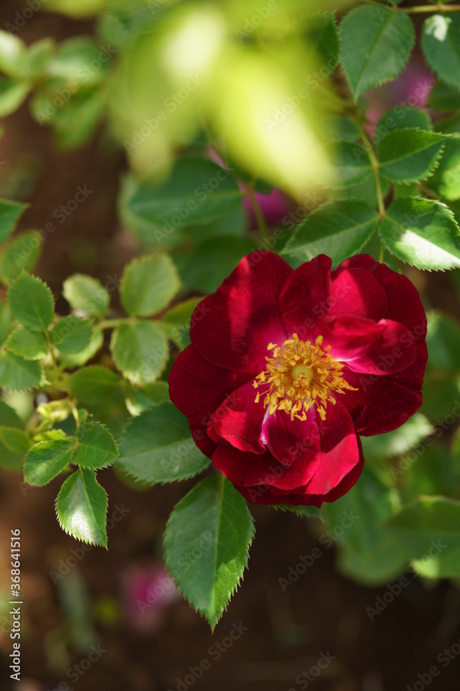 Red Flower of Rose 'Sangria Night' in Full Bloom
